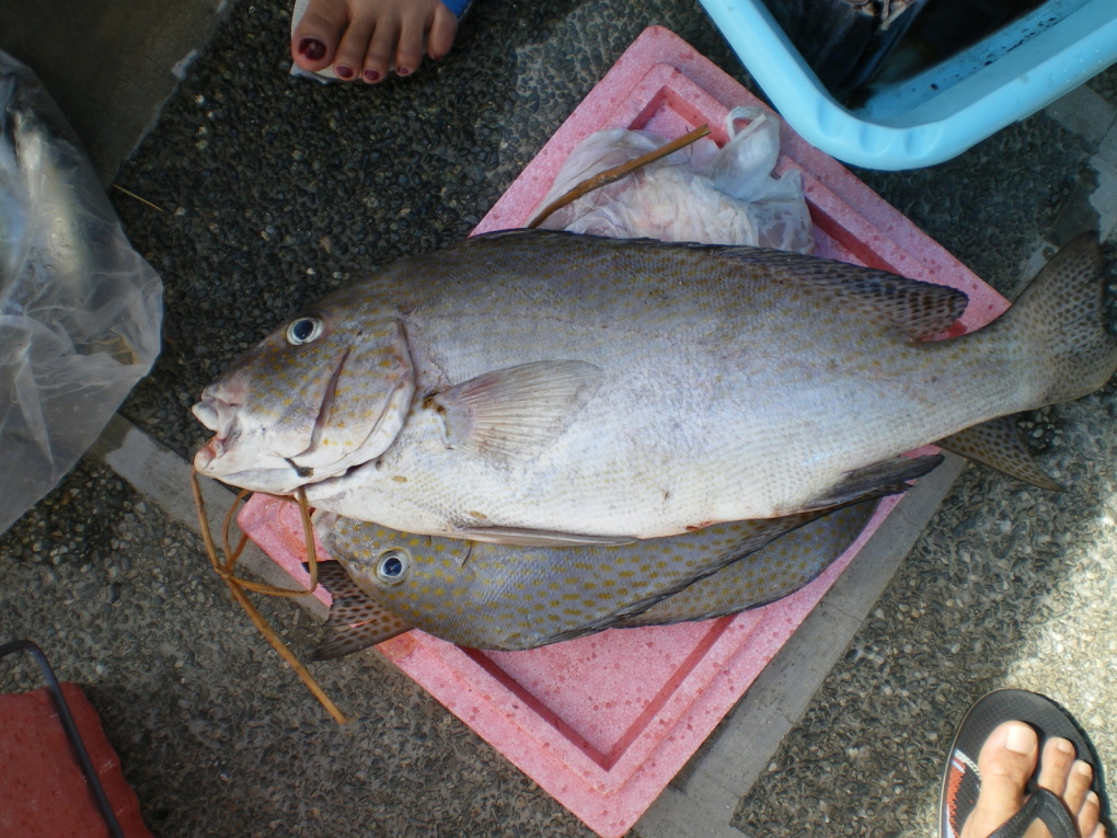 Dans le sud de Luzon près de Batangas et en face de l'île de Mindoro. du 12 au 15 octobre