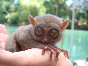 bohol_tarsier.jpg