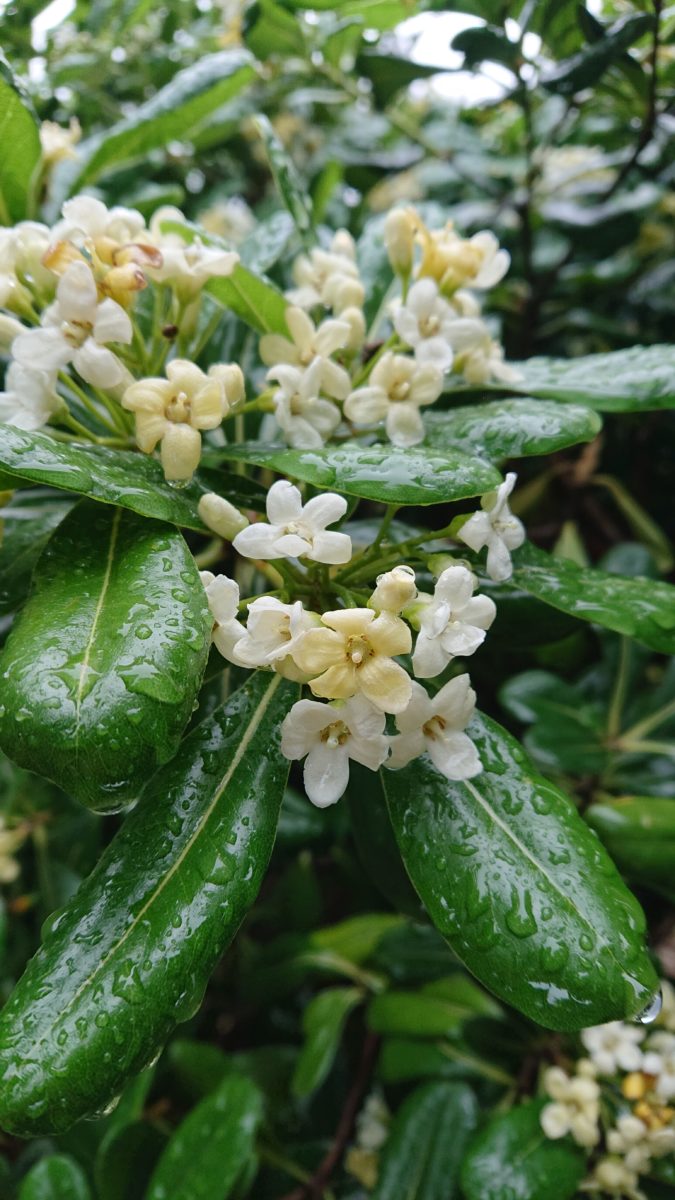 Fleur de Jasmin, j'adore cette plante, j'aime son odeur