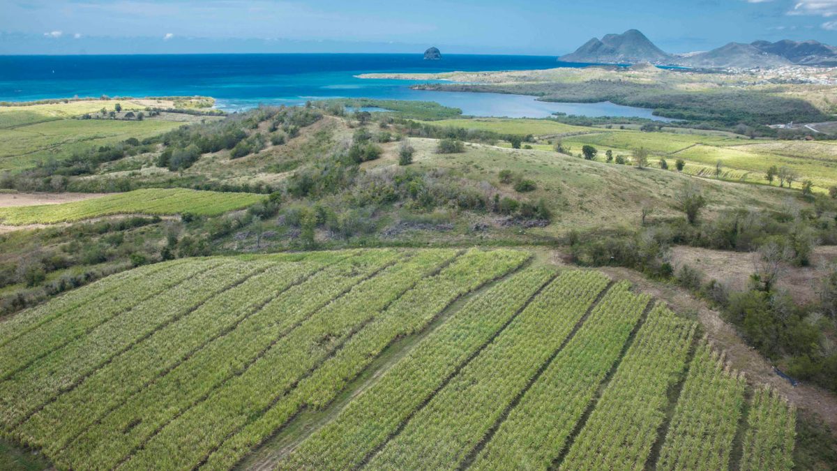 Crédit: https://www.troisrivieresrhum.com/ On distingue au loin la pointe de Diamant