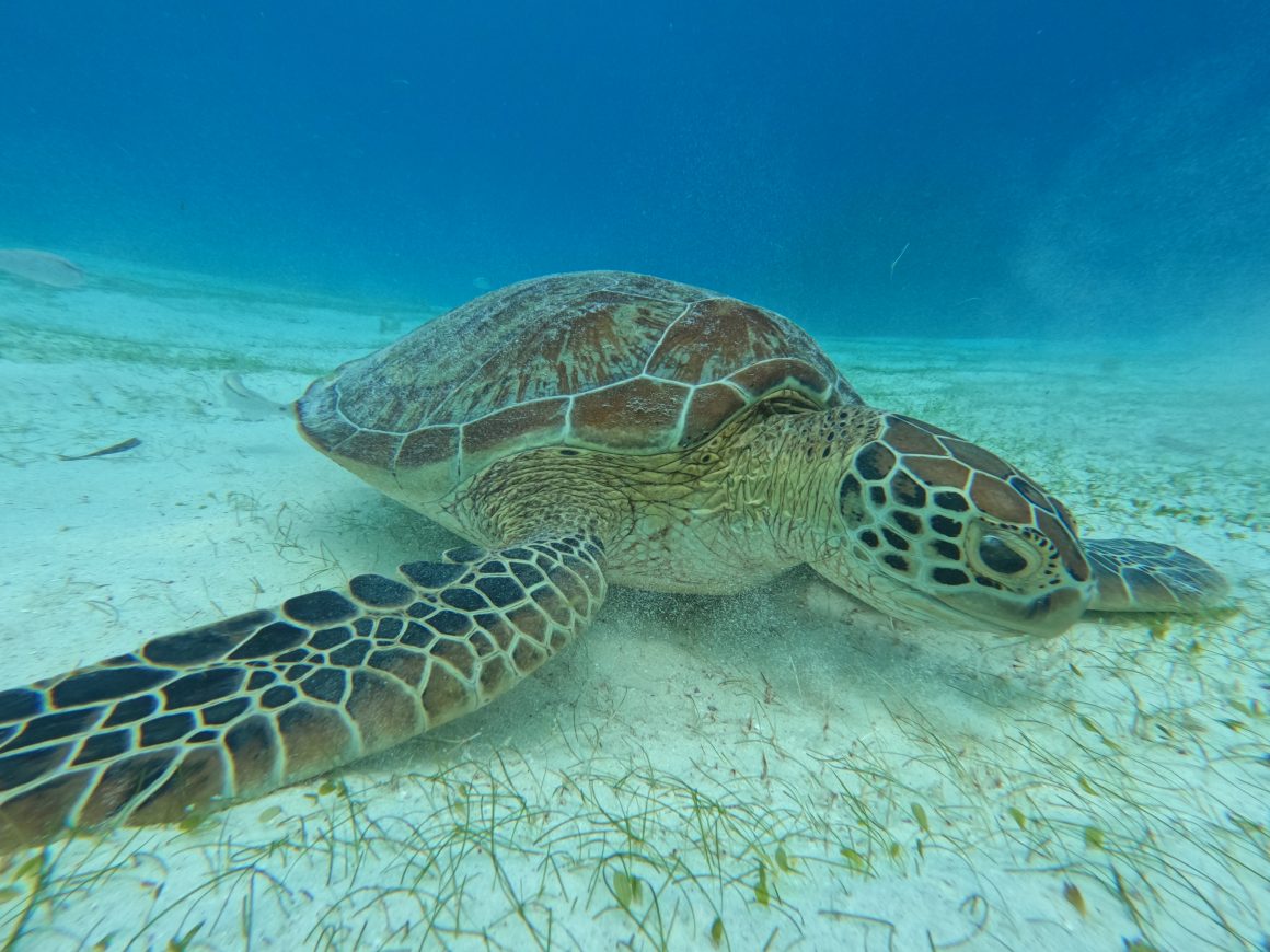 visiter balicasag island,biodiversité marine philippines,bacasag island,coraux balicasag,voyage aux philippines,entre émerveillement et déception,un réveil aux aurores,dauphins,déception et frustration,bilan mitigé,conseils,snorkeling