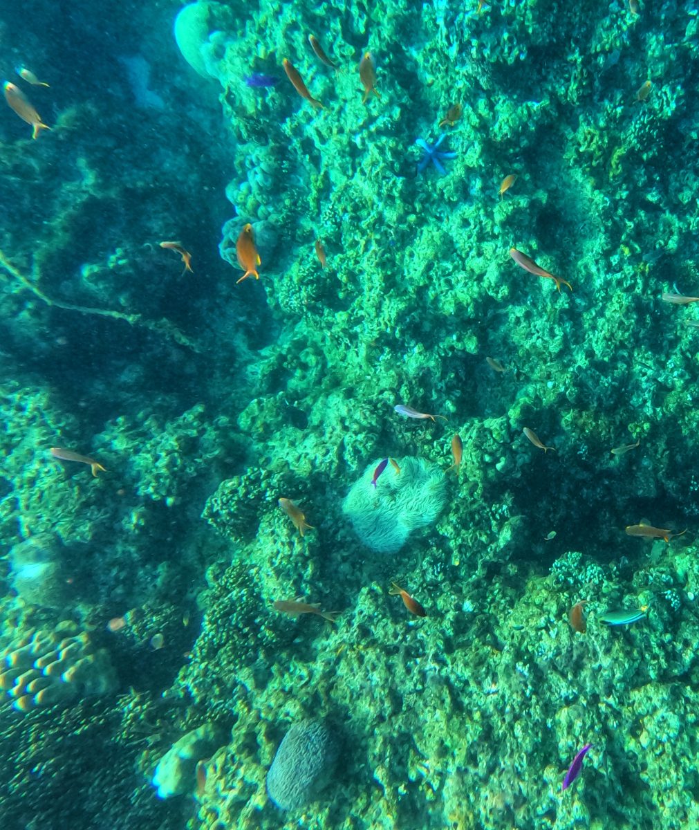 visiter balicasag island,biodiversité marine philippines,bacasag island,coraux balicasag,voyage aux philippines,entre émerveillement et déception,un réveil aux aurores,dauphins,déception et frustration,bilan mitigé,conseils,snorkeling