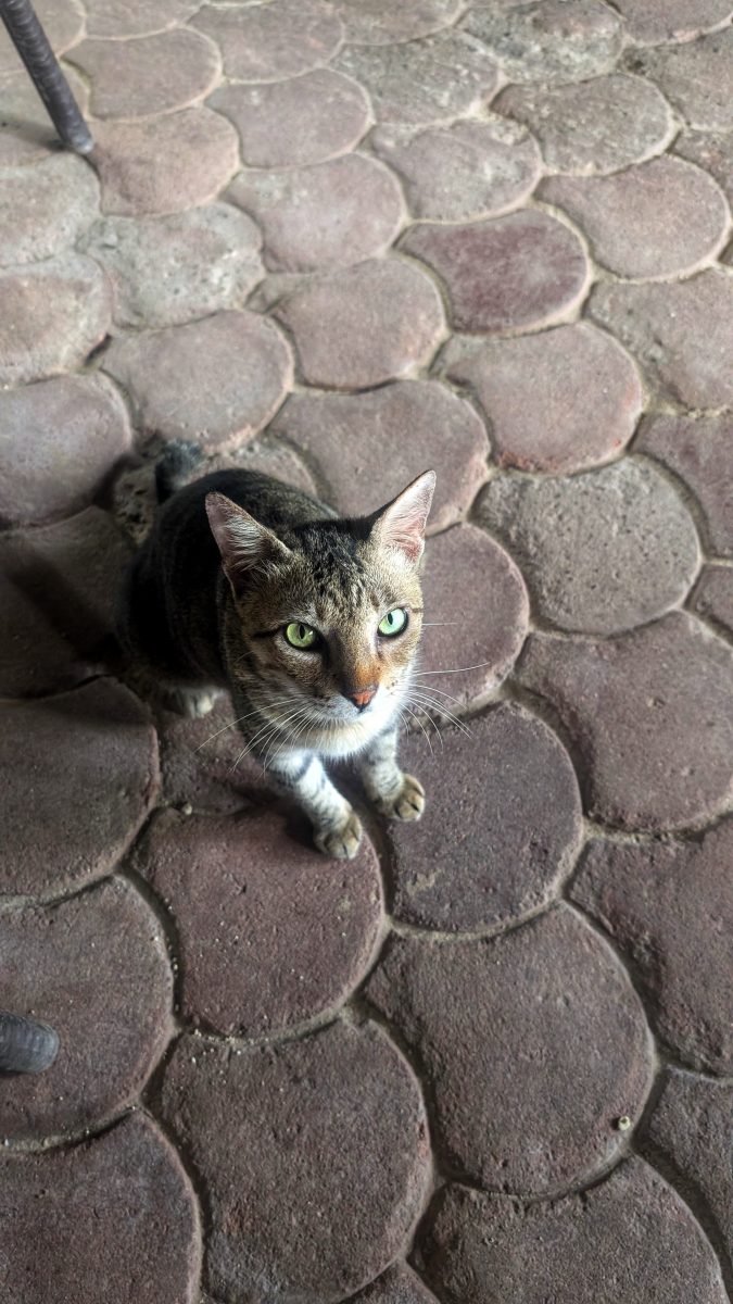 visiter balicasag island,biodiversité marine philippines,bacasag island,coraux balicasag,voyage aux philippines,entre émerveillement et déception,un réveil aux aurores,dauphins,déception et frustration,bilan mitigé,conseils,snorkeling