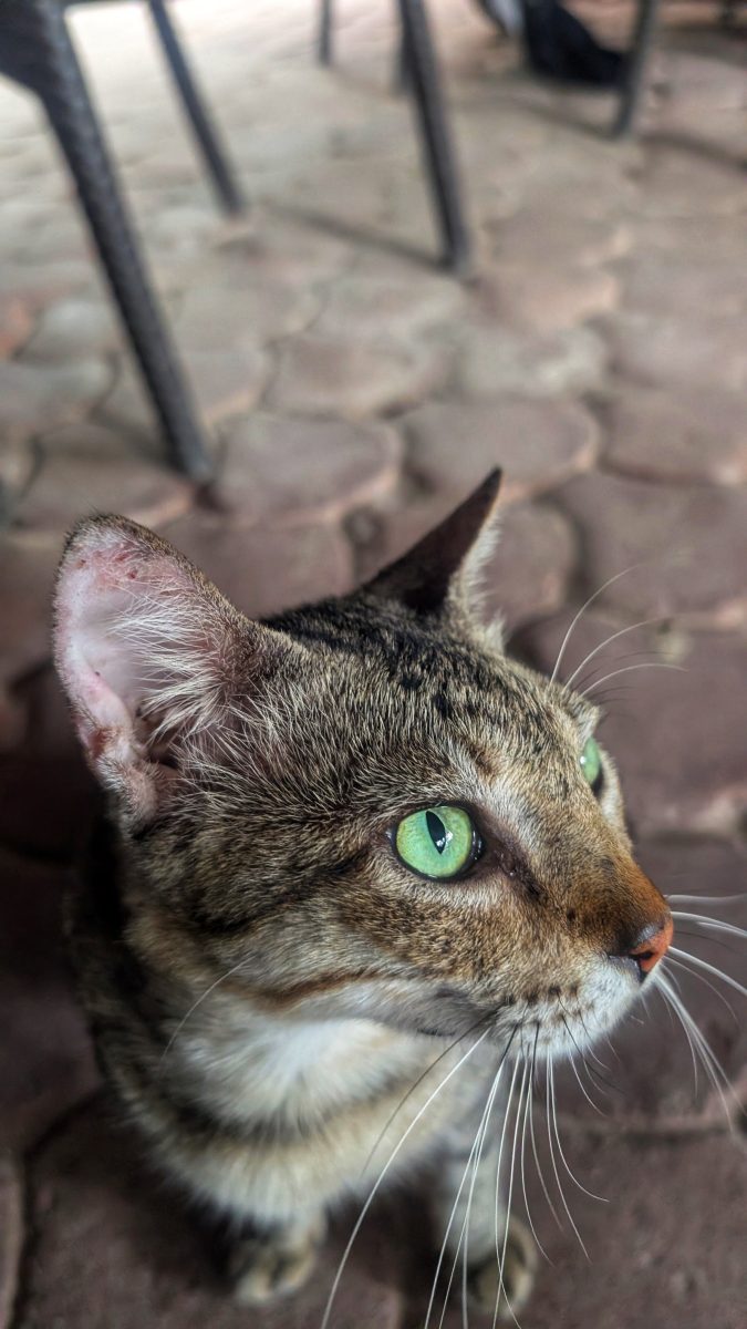 visiter balicasag island,biodiversité marine philippines,bacasag island,coraux balicasag,voyage aux philippines,entre émerveillement et déception,un réveil aux aurores,dauphins,déception et frustration,bilan mitigé,conseils,snorkeling