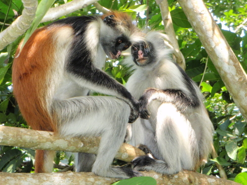 1024px-Red_Colobus_7