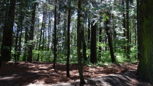 kitaguchi 13june (12)