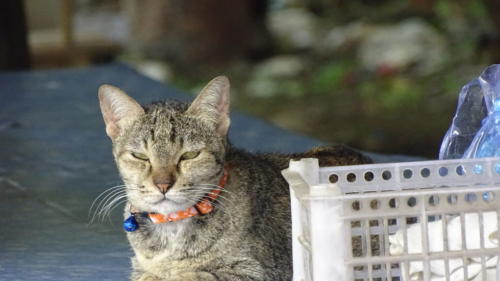 Kanchanaburi cat