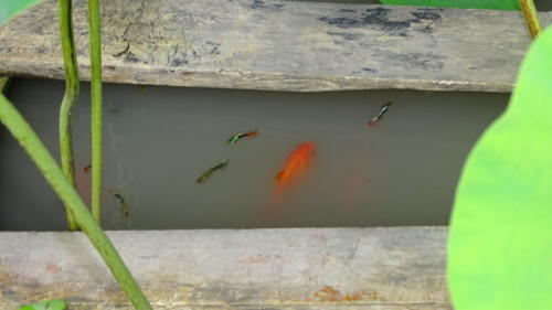 Kanchanaburi guppies