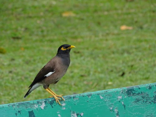 Lumphini Park