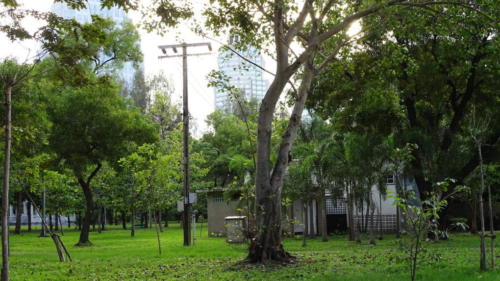 Lumphini Park