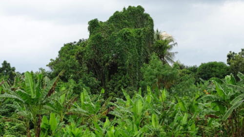 Kanchanaburi forest